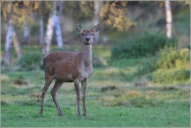 <p>JELEN LESNÍ (Cervus elaphus) obora /Red deer - Rothirsch/</p>